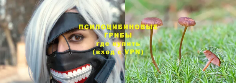 Галлюциногенные грибы Psilocybe  Подпорожье 